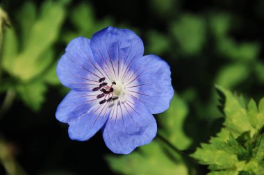 Çiçeğin makro görüntüsü