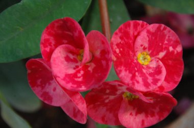 Çiçeğin makro görüntüsü