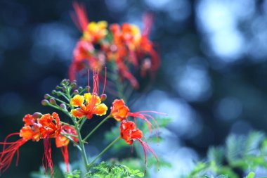 Çiçeğin makro görüntüsü