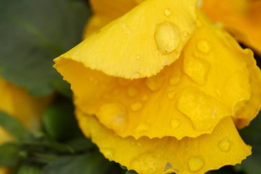 Çiçeğin makro görüntüsü