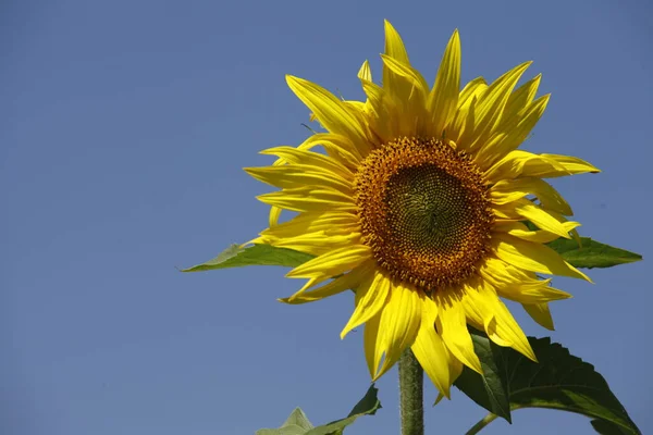 Sluneční Květinová Pole Indie — Stock fotografie