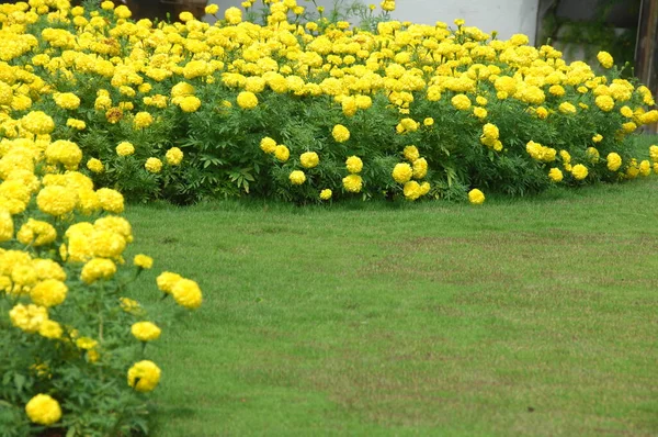 Flores Jardín — Foto de Stock