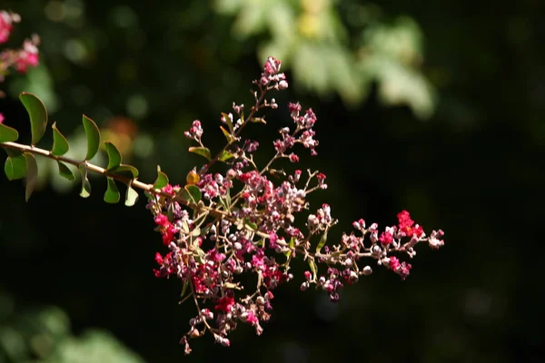 Flores Jardín — Foto de Stock