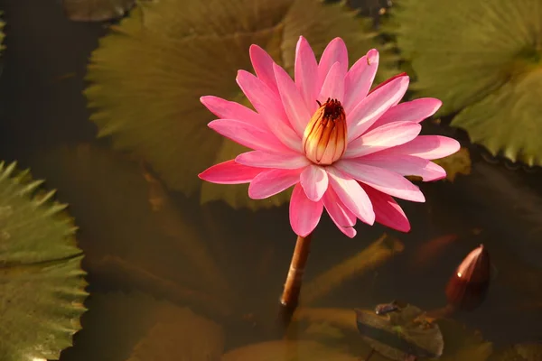 แมคโครช อตของดอกไม — ภาพถ่ายสต็อก