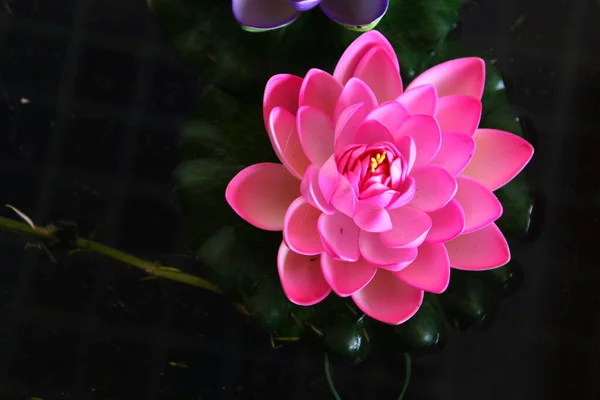 Makro Zdjęcie Kwiatu — Zdjęcie stockowe
