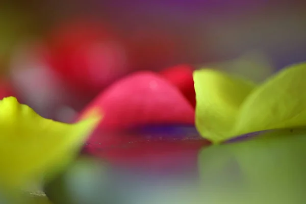 Çiçeğin Makro Görüntüsü — Stok fotoğraf