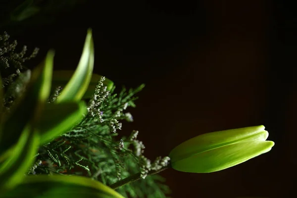 Çiçeğin Makro Görüntüsü — Stok fotoğraf