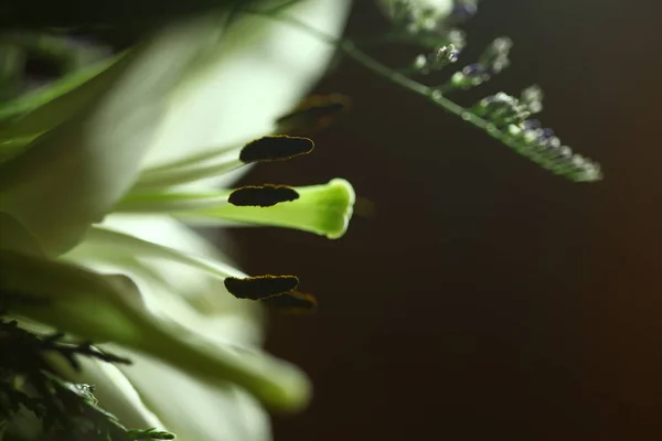 Macro Tiro Flor — Fotografia de Stock