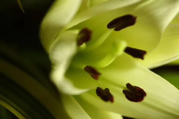 Макрокадр Цветка — стоковое фото