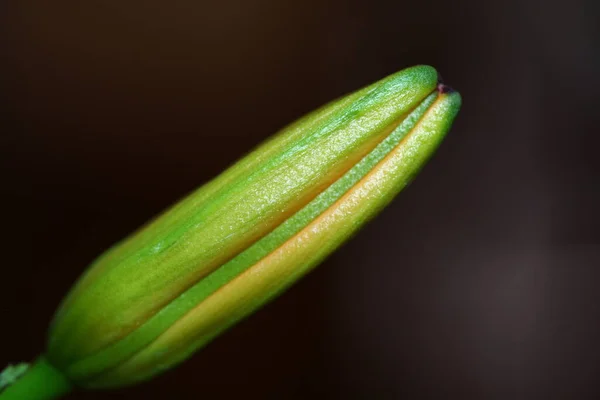 Çiçeğin Makro Görüntüsü — Stok fotoğraf