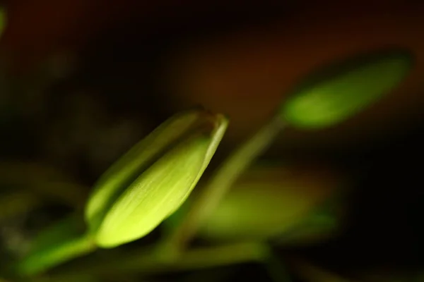 Macro Shot Flower — Stock Photo, Image