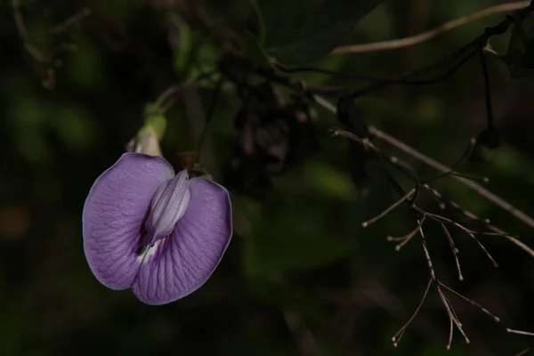 Macro Tiro Flor — Fotografia de Stock