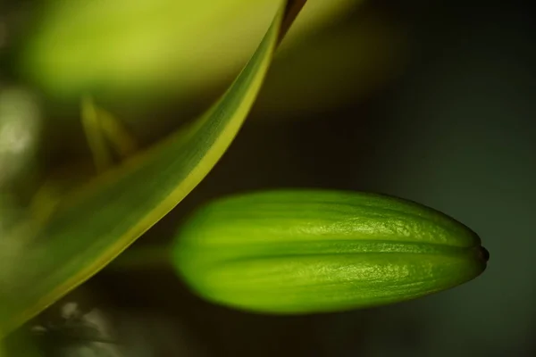 Macro Tiro Flor — Fotografia de Stock