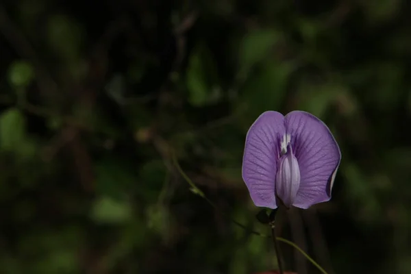 Macro Shot Van Bloem — Stockfoto