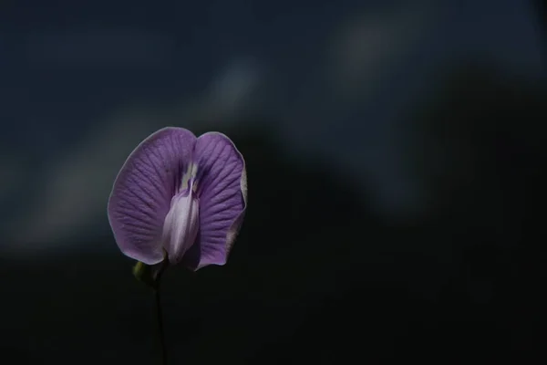 Macro Shot Flower — Stock Photo, Image