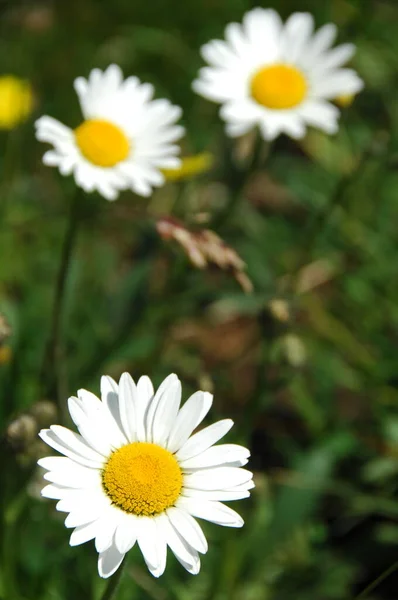 Makro Zdjęcie Kwiatu — Zdjęcie stockowe