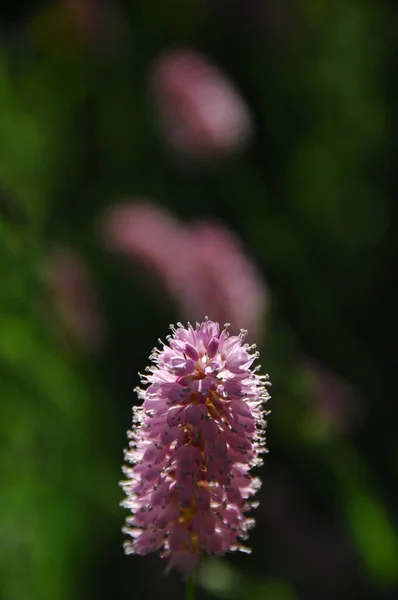 Macro Tiro Flor — Fotografia de Stock