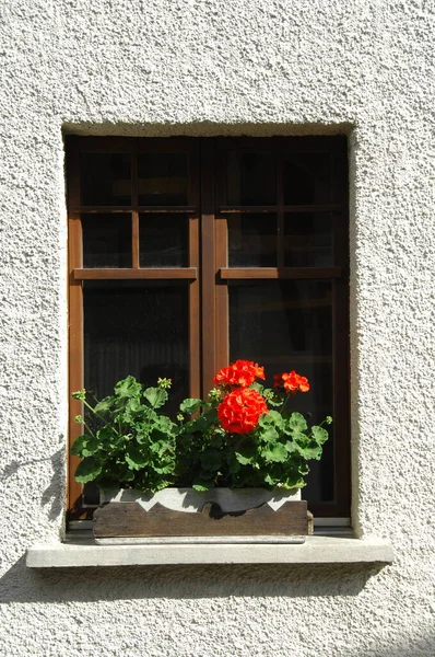 Flowers Decoration Home — Foto de Stock
