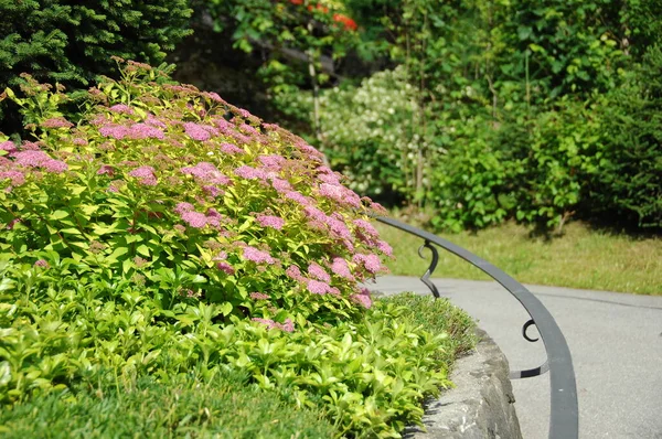 Flowers Decoration Home — Stock Photo, Image