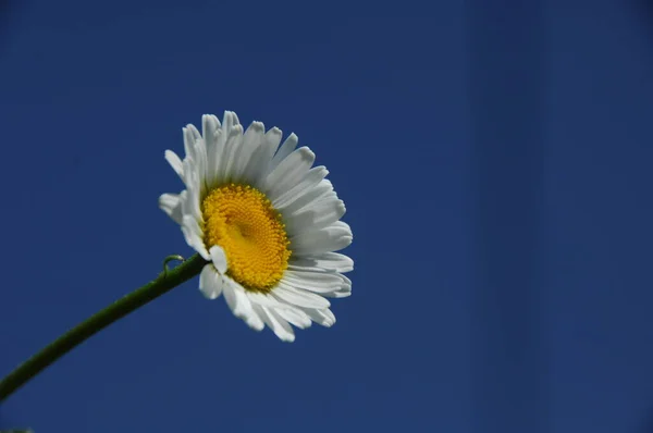 Makro Záběr Květiny — Stock fotografie