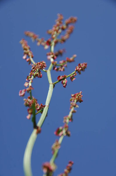 Macro shot of Flower