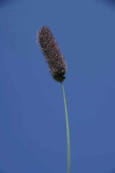 Macro Tiro Flor — Fotografia de Stock