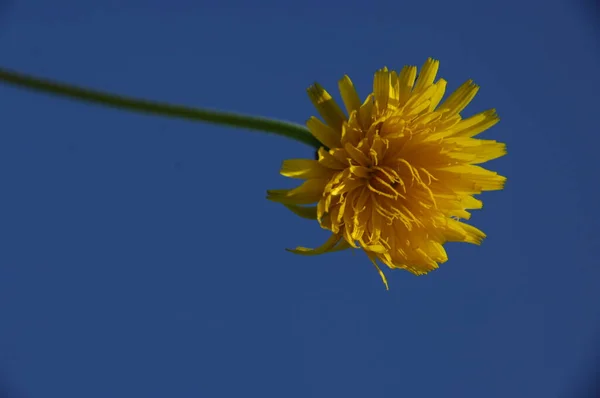 Macro Tiro Flor — Fotografia de Stock