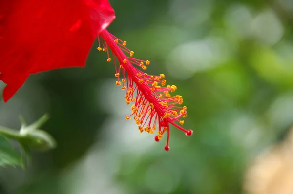 Çiçeğin Makro Görüntüsü — Stok fotoğraf