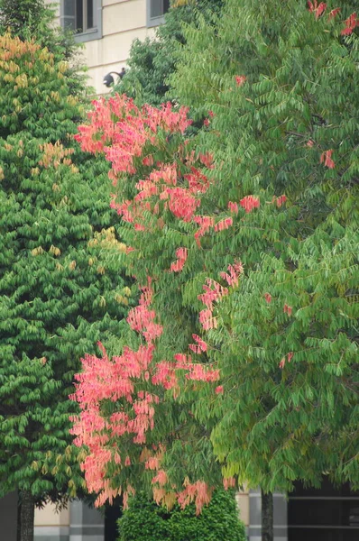 Fiori Giardino — Foto Stock