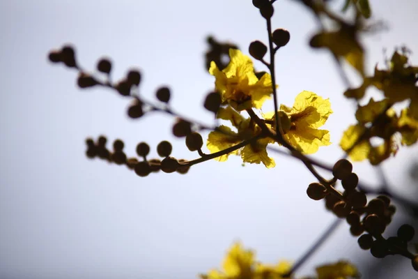 Macro Colpo Fiore — Foto Stock