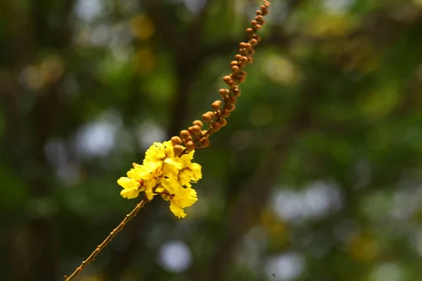 Macro Colpo Fiore — Foto Stock