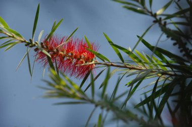 Çiçeğin makro görüntüsü