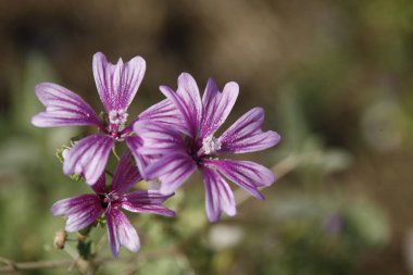 Çiçeğin makro görüntüsü