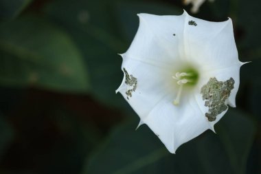 Bahçedeki çiçekler