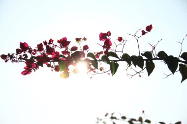 Çiçeğin makro görüntüsü