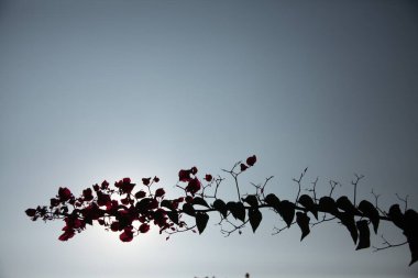 Çiçeğin makro görüntüsü