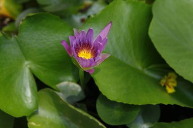 Çiçeğin makro görüntüsü