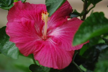 Çiçeğin makro görüntüsü