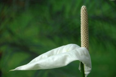 Çiçeğin makro görüntüsü