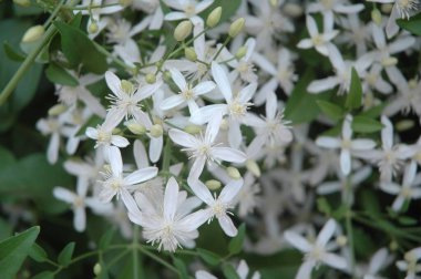 Çiçeğin makro görüntüsü