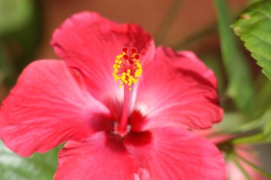 Çiçeğin makro görüntüsü