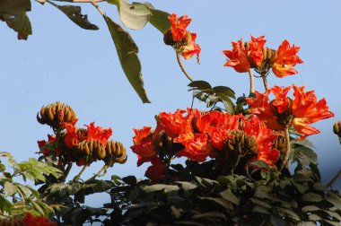 Çiçeğin makro görüntüsü