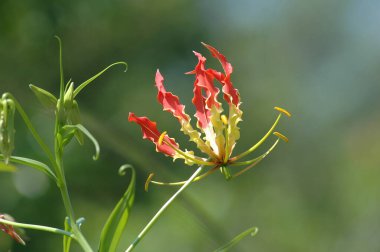 Çiçeğin makro görüntüsü