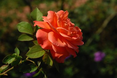 Çiçeğin makro görüntüsü