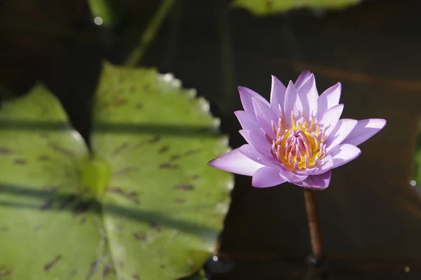 Macro Tiro Flor — Fotografia de Stock