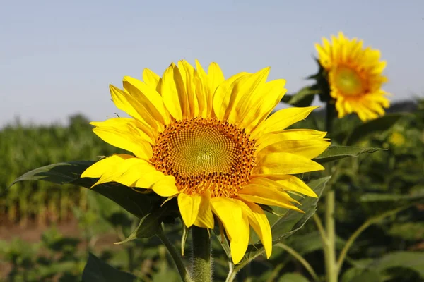 太陽の花のフィールドインド — ストック写真