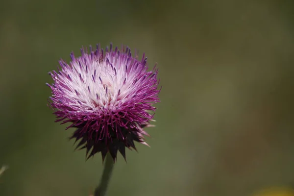 Çiçeğin Makro Görüntüsü — Stok fotoğraf