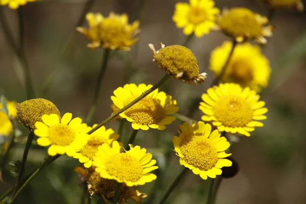 Macro Shot Van Bloem — Stockfoto