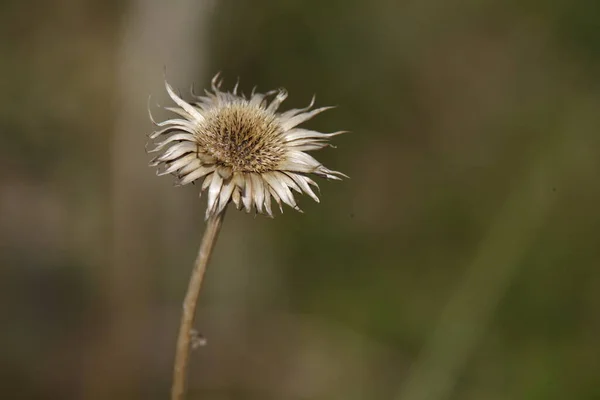 Makro Skott Blomma — Stockfoto