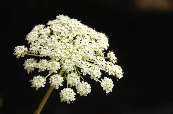 Macro Colpo Fiore — Foto Stock